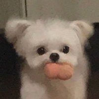 𑣲오브 (@of_leecs) 's Twitter Profile