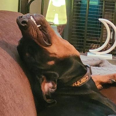 BTC_Perogies's profile picture. #Bitcoin Only.  Class of 21'