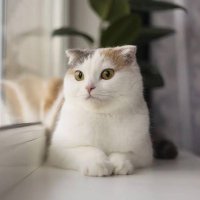 Acong Encing (@acongencing) 's Twitter Profile