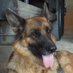 lizy k9 (@k9lizy83329) Twitter profile photo lizy k9 (@k9lizy83329) Twitter profile photo