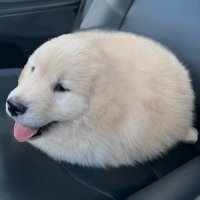 (((Brenda))) (@neshamayeterah) 's Twitter Profile Photo
