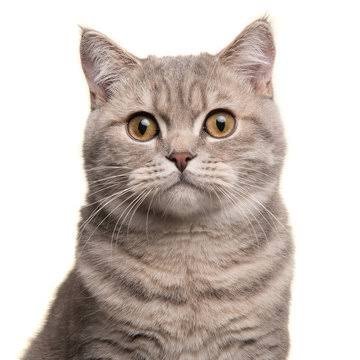 Meow
