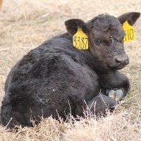 Central Sandhills Beef Educator (@beef_educator) 's Twitter Profile Photo Central Sandhills Beef Educator (@beef_educator) 's Twitter Profile Photo
