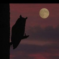 @marcioaamendes🚩🇧🇷❤️❕ (@marcioaamendes1) 's Twitter Profile