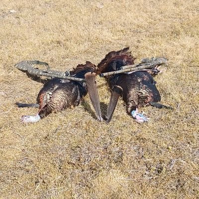 Haypatch79's profile picture. 