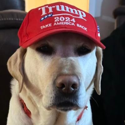 MarkDai75822650's profile picture. while the girlfriends at work..