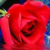 Rosa Behboodi (@b14771rosa) Twitter profile photo Rosa Behboodi (@b14771rosa) Twitter profile photo