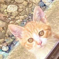 秋野 みこ (@kakibara23) 's Twitter Profile