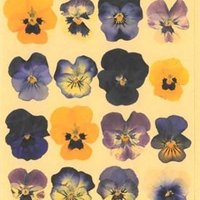apenas violetas ⚢ (@_apenasvioletas) 's Twitter Profile