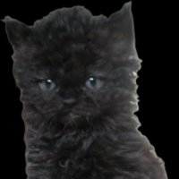 ☻ anj ✿˖° (@_anjunice) 's Twitter Profile