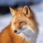 Roxiefox (@r0xie_f0x) 's Twitter Profile