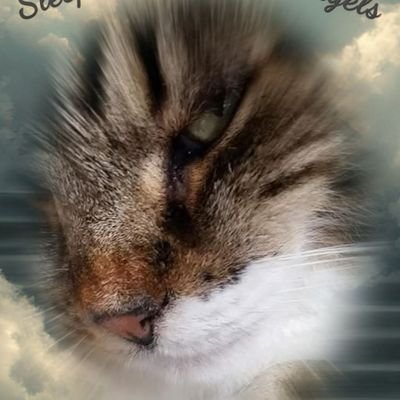 Here to remember Zucco, RIP my beautiful boy 💔🌈
Dutch Barge Babe, Rock Chick and Social Recluse.
I am already disturbed, but please come on in.