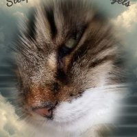 SassPirelli (@zuccoismissing) 's Twitter Profile