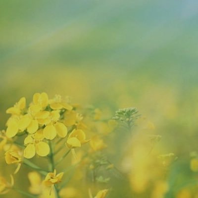 HA2mmz's profile picture. الحمدلله شكراً وامتناناً وإقراراً بفضلهِ واعترافاً بعظيم كرمه الحمدلله ليلاً ونهاراً سراً وجهاراً الحمدلله ملء كل شيء..🌼