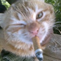 blst (@blastertr) 's Twitter Profile Photo