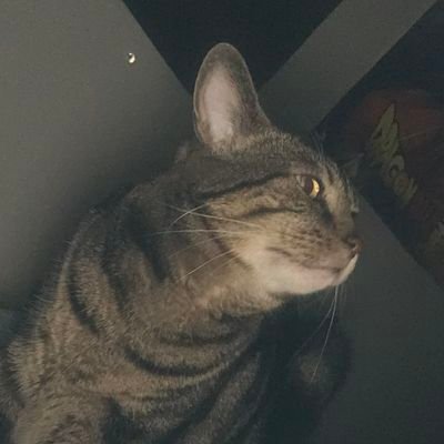 BunnyGhozt's profile picture. minor Youtuber
Things
https://t.co/BuHHMcXu05
🎵Music❤️is❤️LIFE🎵