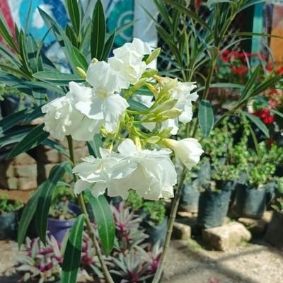 IrmaBeatri70030's profile picture. 