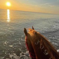 lisa chris🇺🇸 (@lisa52688) 's Twitter Profile