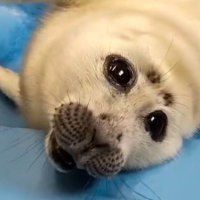 Niko (@babynikotheseal) 's Twitter Profile