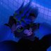 SkyeTheFolf (@skyethefolf) Twitter profile photo SkyeTheFolf (@skyethefolf) Twitter profile photo
