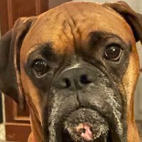 SirArthurCurry (@sirarthurcurry) 's Twitter Profile Photo SirArthurCurry (@sirarthurcurry) 's Twitter Profile Photo