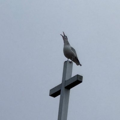 AnimalMam0's profile picture. tired