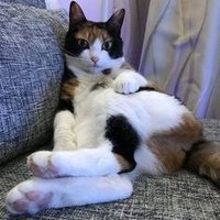 良い日本 (@liangib46850) 's Twitter Profile