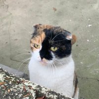 Rachel（互fo互赞 (@kui_ye98296) 's Twitter Profile