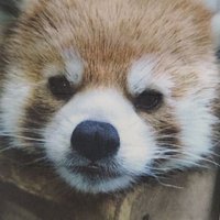 夢見2 (@stevejapannokin) 's Twitter Profile