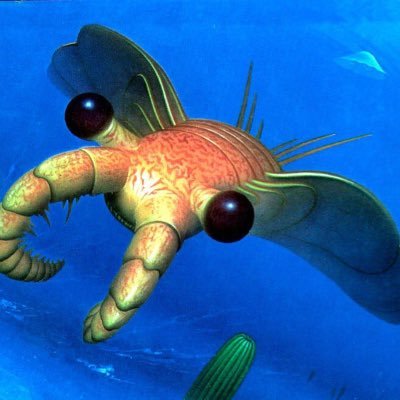 Anomalocarisさんのプロフィール画像