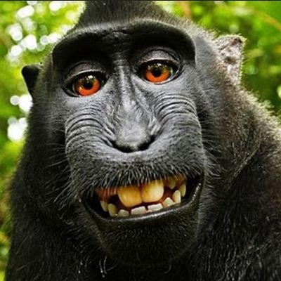 Monkee_Don's profile picture. pure blood simian, anonymous troll, retail ape, politically offensive, free speech absolutist and Patriotic to the bone.