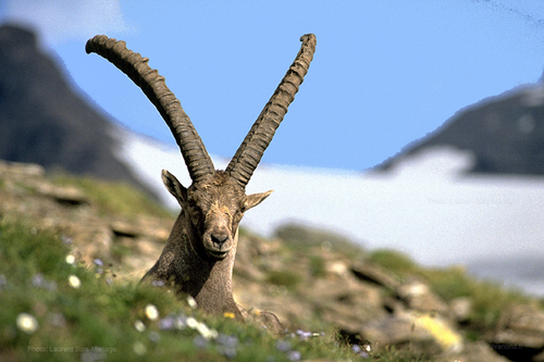 prariond's profile picture. 