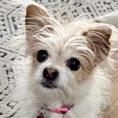 TicaChiquita's profile picture. 💛🖤💛🖤