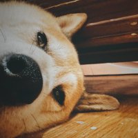 ⁶¹⁷ ·͜・ᐝ. ̆̈ (@l_617_) 's Twitter Profile