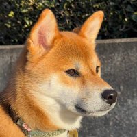 まほん (@49mahon) Twitter profile photo