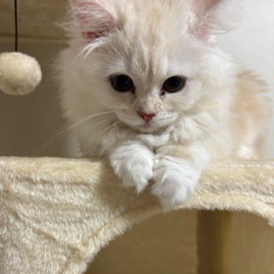 InI4RZvP3C49792's profile picture. 今すごく幸せ。