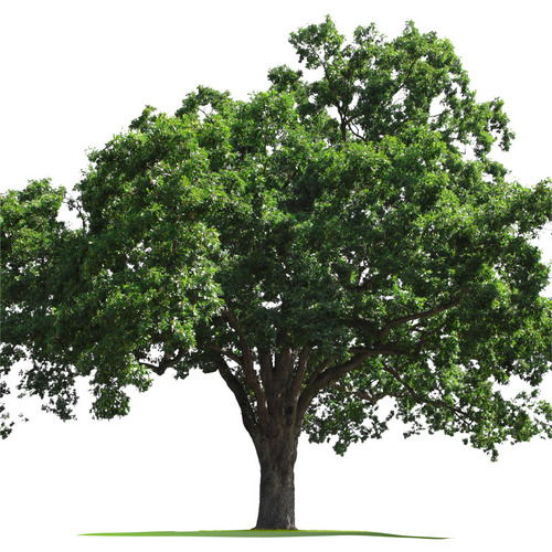 Charnwood_ES's profile picture. M.D. of Charnwood Environmental Services, Expert pest controller, woodland & wildlife manager and damp-proofer, based in North West Leicestershire.