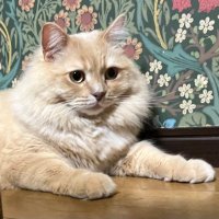 ☕️ひかる🍺@4/22hitorie (@me_shi_te_robot) 's Twitter Profile