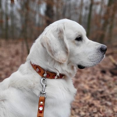 Golden-Retriever-Pubertier mit haufenweise Flausen im Kopf. *19.06.2023.