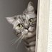 CharlietheCat (@kittycatcharlie) Twitter profile photo CharlietheCat (@kittycatcharlie) Twitter profile photo