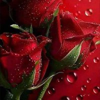 احمد عبد العال (@mdbdll181245) 's Twitter Profile Photo