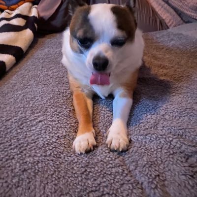 HachemPia's profile picture. A female, who is passionate about animal rights.