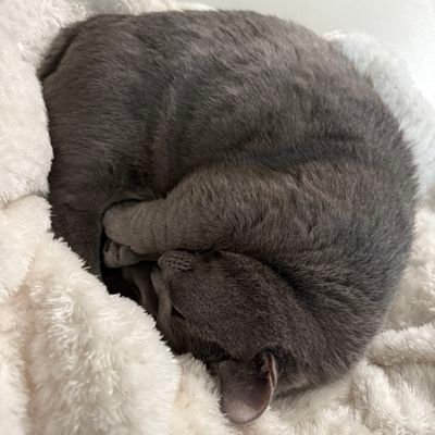 CJH89_'s profile picture. 돈미새입니다 주식도 하고 옵션도하고 선물도하고싶고 
돈되는건 다하고싶습니다
물론 일도 열심히합니다