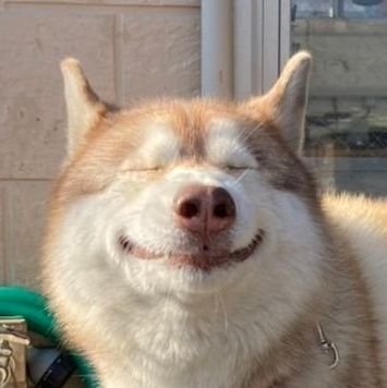 犬猫と老親に振り回されてるオバサン。いろんな病気でヨボヨボしてます。賛同とかあとでちゃんと見ようとかのRT多め