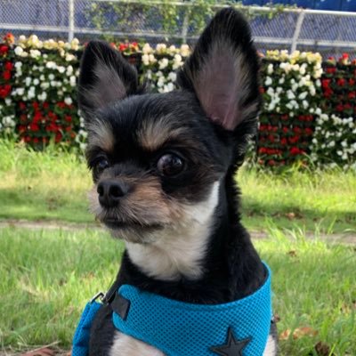 miki_maaya's profile picture. プロデュース企画など🙏IT関係はPMO/Python/Java🙋‍♀️ドラゴンボール🐉猫と犬！