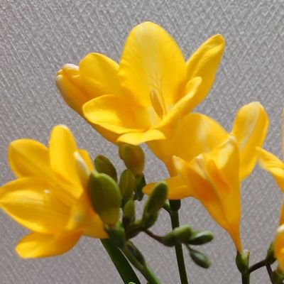 2024年7月末にコロナ罹患/熱が下がりきらず咳症状が出て咳悪化/倦怠感もひどくなりコロナ後遺症と咳喘息と診断され現在に至る。PS7位。日中はほぼベッドの住人