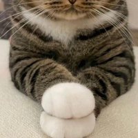 やぐちみ (@m_yaguchi_123) 's Twitter Profile