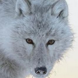 BenWauk's profile picture.