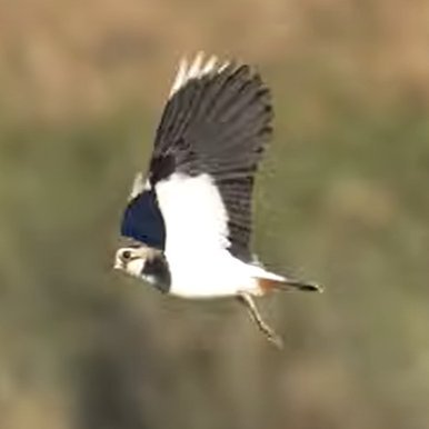 limjee98's profile picture. Near 70, canceled DL, non-resident alien per IRS, not yet finished to   apply National Passport.