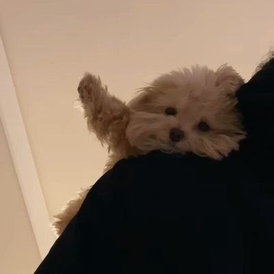 affolattee's profile picture. #ppoohkt